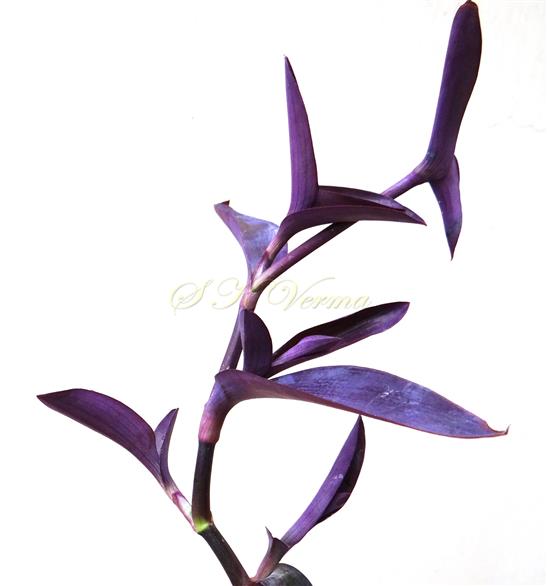  Stem with leaves